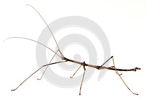 Stick Insect