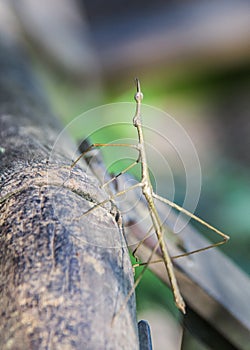 Stick insect