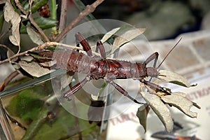 Stick insect