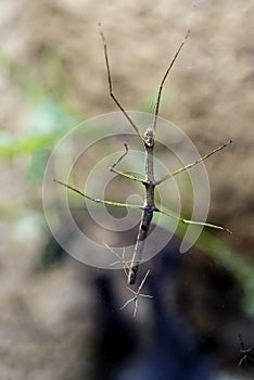 Stick insect photo