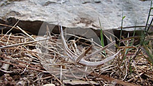 Stick Insect Amazing Camouflage animals. Camouflage insects. Beautiful insects. insects, insect, bug, bugs, animal, wildlife, wood photo