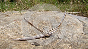 Stick Insect Amazing Camouflage animals. Camouflage insects. Beautiful insects. insects, insect, bug, bugs, animal, wildlife, wood