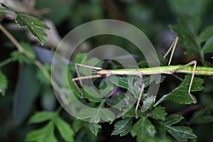 The stick insect Bacillus rossius