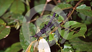 Stick insect Borneo