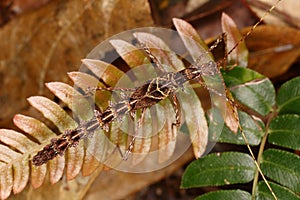 Stick insect on the bracken