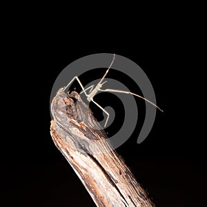 Stick insect on a branch