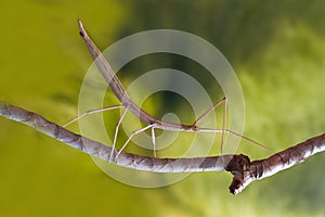 Stick insect on the branch