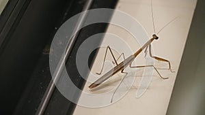 Stick insect on a branch, stick-bugs, walking sticks, bug sticks or ghost insect.