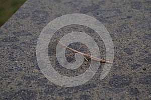 Stick stick insect