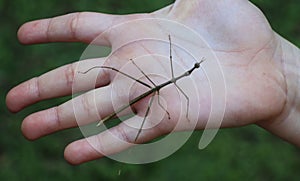 Stick insect, insect that mimics wooden sticks in the palm of a child's hand photo