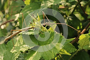 Stick insect eating blackberry leaves and twigs