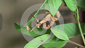 A stick insect eats leaves