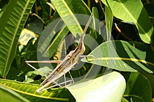 stick insect on green leaves of Gambia photo