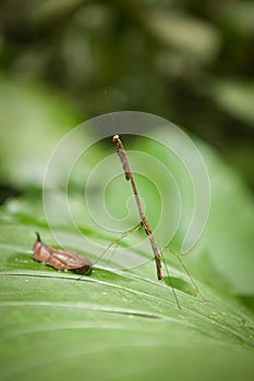 Stick insect in Gunung Mulu national park Malaysia
