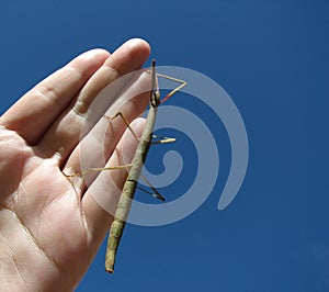 Stick insect on hand