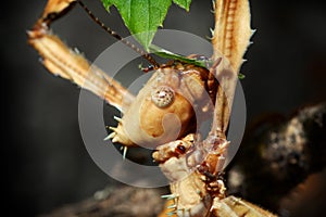 Stick insect head