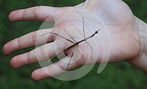 Stick insect, insect that mimics wooden sticks in the palm of a child's hand