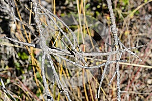 Stick insect, isalo