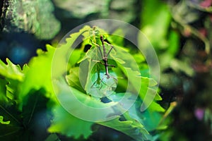 Stick insect on a leaf in the rainforest understory. Close up Stick insect on green oak wood leaves