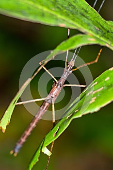 Stick Insect, Marino Ballena National Park photo