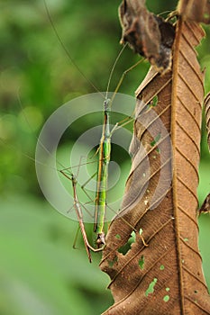 Stick insect mating on leaf
