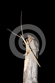 Stick insect in the night