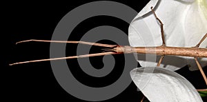 Stick insect on orchids