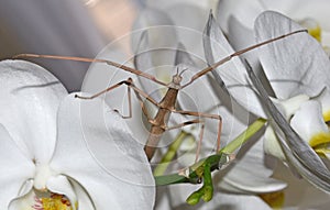 Stick insect on orchids