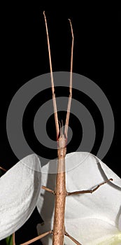 Stick insect on orchids