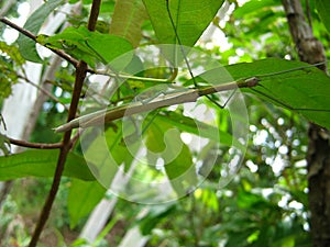 , stick insect