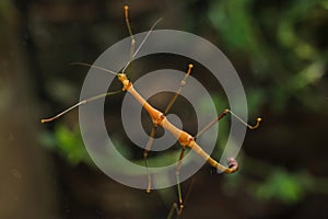 Stick insect Periphetes forcipatus. photo