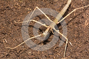 Stick insect - Phasmatodea photo