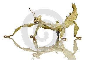 Stick insect, Phasmatodea - Extatosoma tiaratum photo