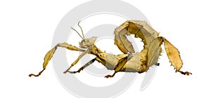Stick insect, Phasmatodea - Extatosoma tiaratum photo