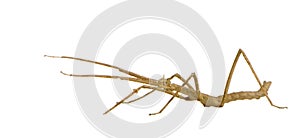 Stick insect, Phasmatodea - Medauroidea extradenta photo