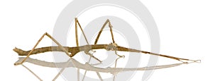 Stick insect, Phasmatodea - Medauroidea extradenta photo