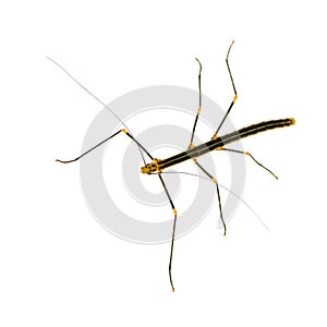 Stick insect, Phasmatodea - Oreophoetes peruana photo