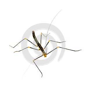 Stick insect, Phasmatodea - Oreophoetes peruana photo