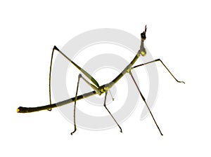 Stick insect, Phasmatodea - Oreophoetes peruana photo