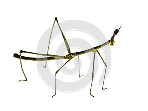 Stick insect, Phasmatodea - Oreophoetes peruana photo