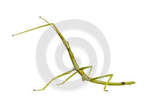 Stick insect, Phasmatodea - pharnacia ponderasa photo