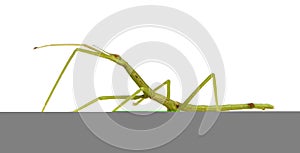 Stick insect, Phasmatodea - pharnacia ponderasa photo