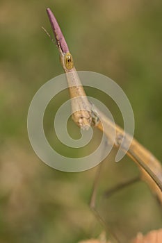 Stick insect phasmatodea portrait macro closeup detail