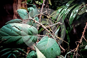 Stick insect - Phasmatodea -  in tropical forest