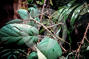 Stick insect - Phasmatodea -  in tropical forest photo