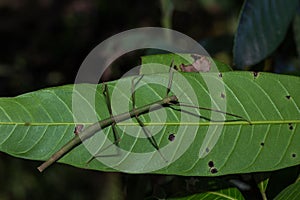 The Stick insect Phobaeticus photo