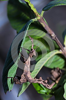 The Stick insect Phobaeticus photo