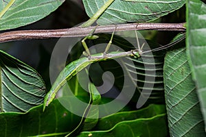 The Stick insect Phobaeticus photo