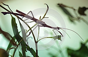 Stick insect on a plant