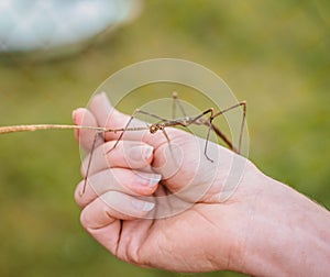 stick insect sits on the biologist`s arm. The study of rare exotic ghost insects